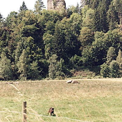 Neu-Furstenberg, Burgruine